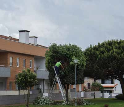 alberi-a-distanza-non-legale